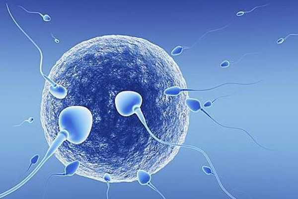 代孕包成功_有代孕的么_泰国试管婴儿胚胎移植后，哪些要素可以提高着床成功