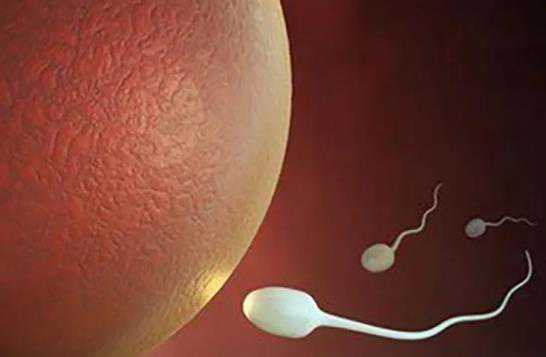 哪里的代孕女多_2021年找代孕_试管促排过程中，为啥取卵数和胚胎数总是对不上
